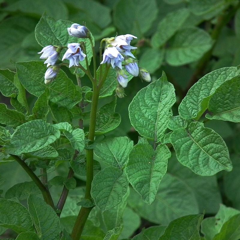 ������ � �������� ����� � �������� ������ ���������