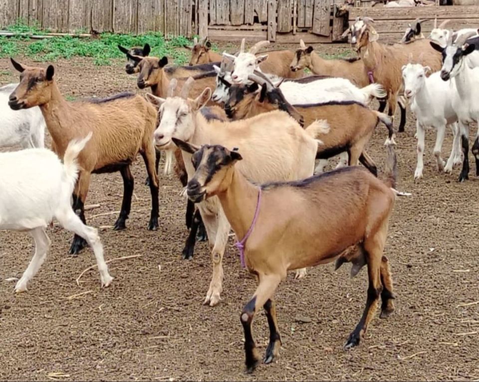 Почти 60 тонн козьего молока произвели в Приангарье