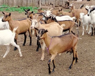 Почти 60 тонн козьего молока произвели в Приангарье