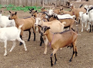 За десять месяцев в КФХ Приангарья произведено почти 60 тонн козьего молока