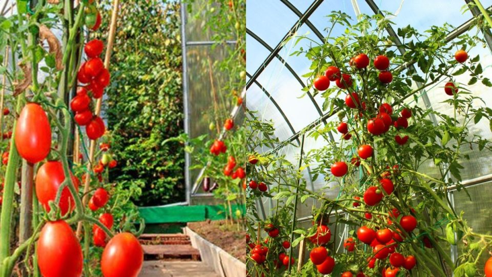 Как высокие томаты подарили рекордный урожай: опыт огородника