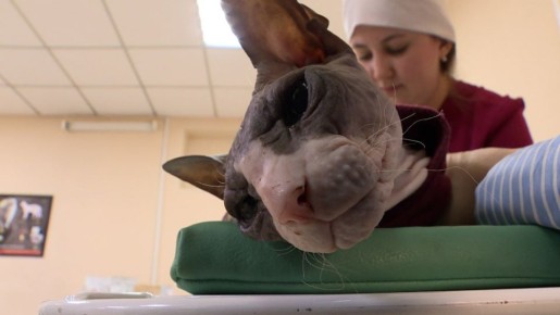 138 собак и 105 кошек обследовали ветеринары в Шелехове в ходе бесплатной диспансеризации