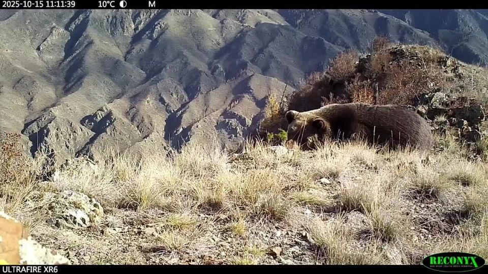 ������� ������� �������� � �����-��������� �����������