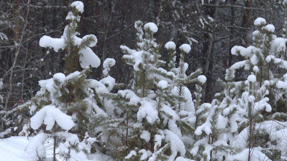 Межведомственную операцию «Метель» проведут в Иркутской области