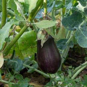 Как правильно удобрять баклажаны для высокого урожая