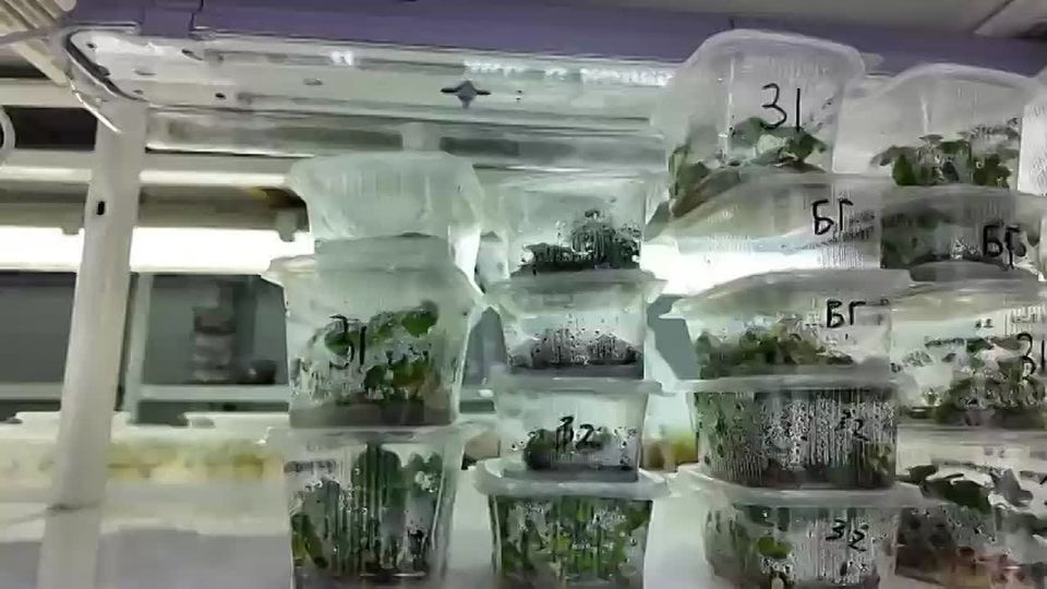 ������ ��� ���������� ���������� ���� ������������� �������� � ���������� �������� �������� ����� ����������������� ��������