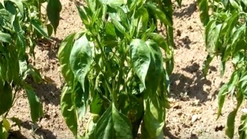 Как правильно обрезать листья перцев в жару: советы опытных дачников