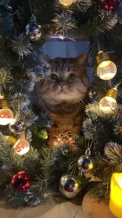 �������� �� ���������� �������� ����������, ��� �� ������ ���� �������� 35 ����!