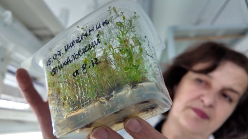 «Сентябрьский сюрприз», «Красная шапочка» и «Диво дивное»