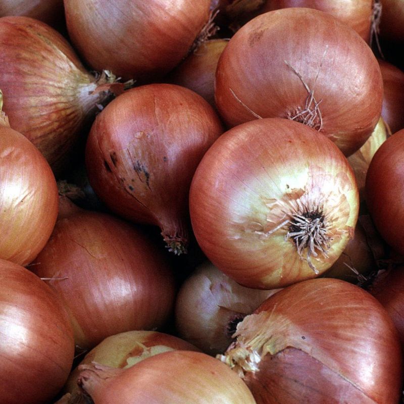 Как вырастить рекордно крупные луковицы: советы и секреты