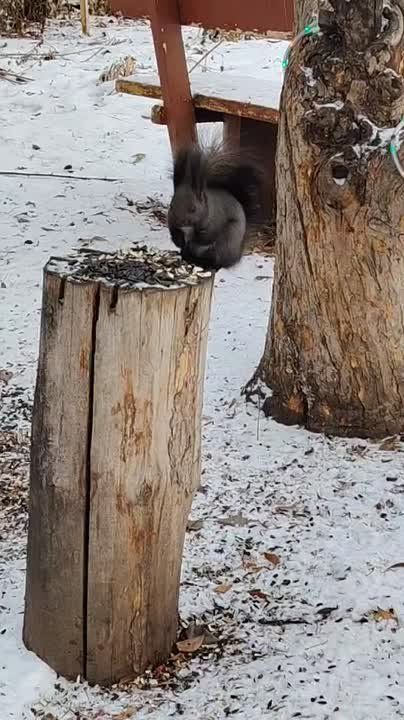 ������� ���� � �������� ����� ����� �����: ����������� 0,-2�, ���������� ����������, �������� ��������� ����