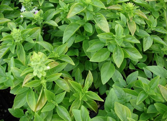 Почему базилик становится незаменимым во всем мире?