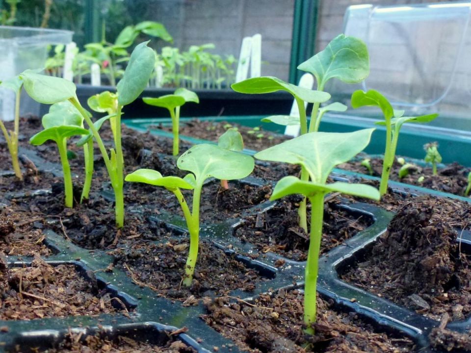 Ошибки в размещении рассады: Почему не стоит оставлять её на подоконнике