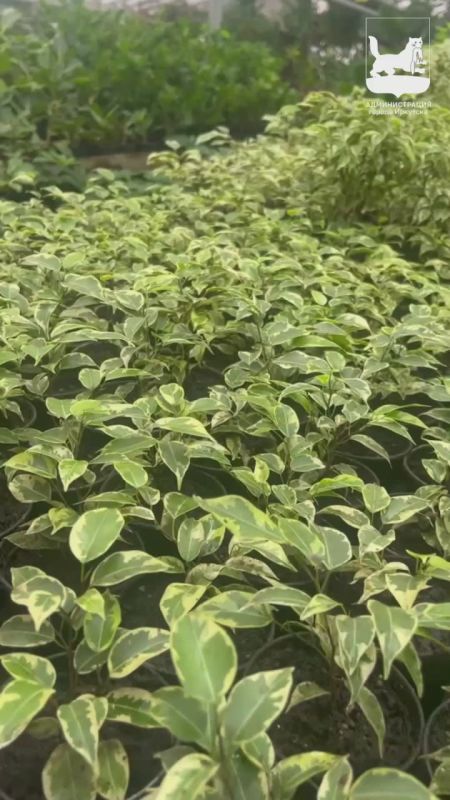 ������ �������: �� ��� ������ � �������� ���������� ������������� ������������ 8 ����� ��������� � �����, ������ � ����� ������