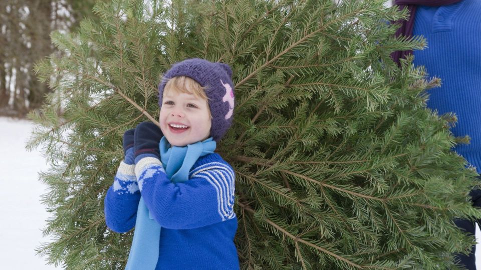 Новогодняя радость от свежей елки влетит в копеечку: точно нарветесь на штраф без этих советов