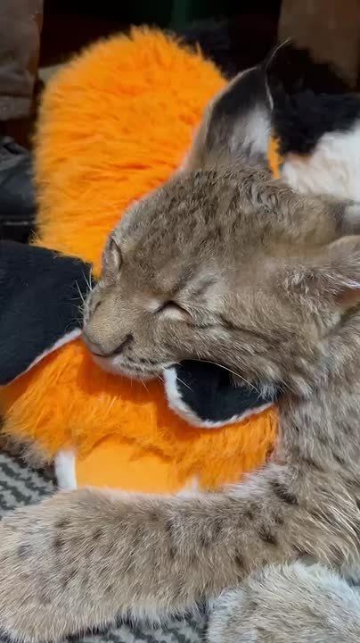 Смело можно брать пример с рысенка из Сибирского зоопарка и отдыхать