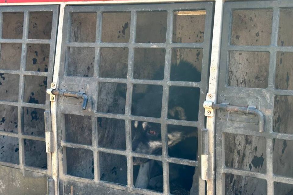 В иркутском питомнике К-9 прокомментировали проведение обысков