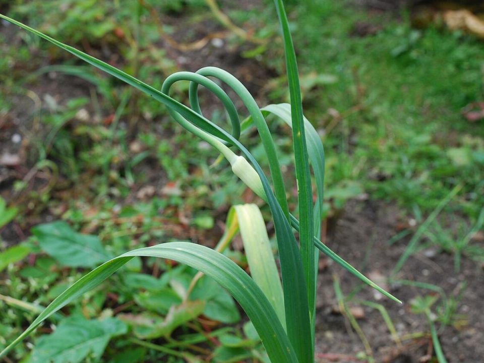 Чесночные стрелки: оставить или убрать — что выбрать заботливому садоводу?