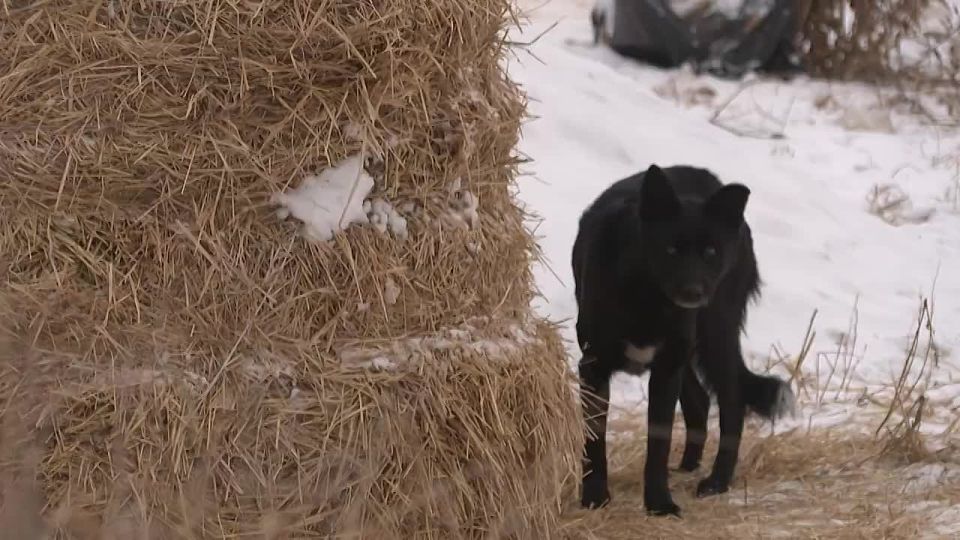 19 миллионов рублей на отлов безнадзорных животных выделила мэрия Иркутска