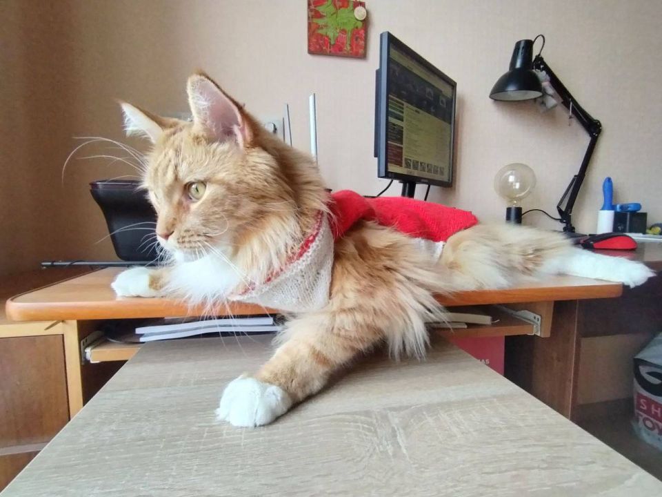 Пост по немногочисленным просьбам