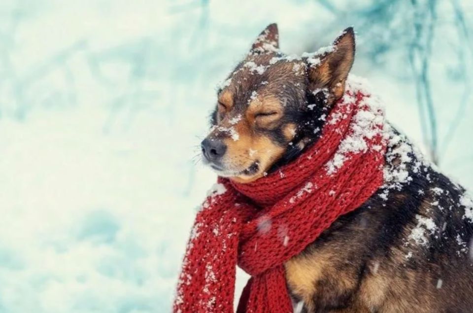 Настоящая зима приходит! По прогнозу иркутских метеорологов, в выходные похолодает: температура в течение суток -10,-12°, с понижением в конце дня до -16°