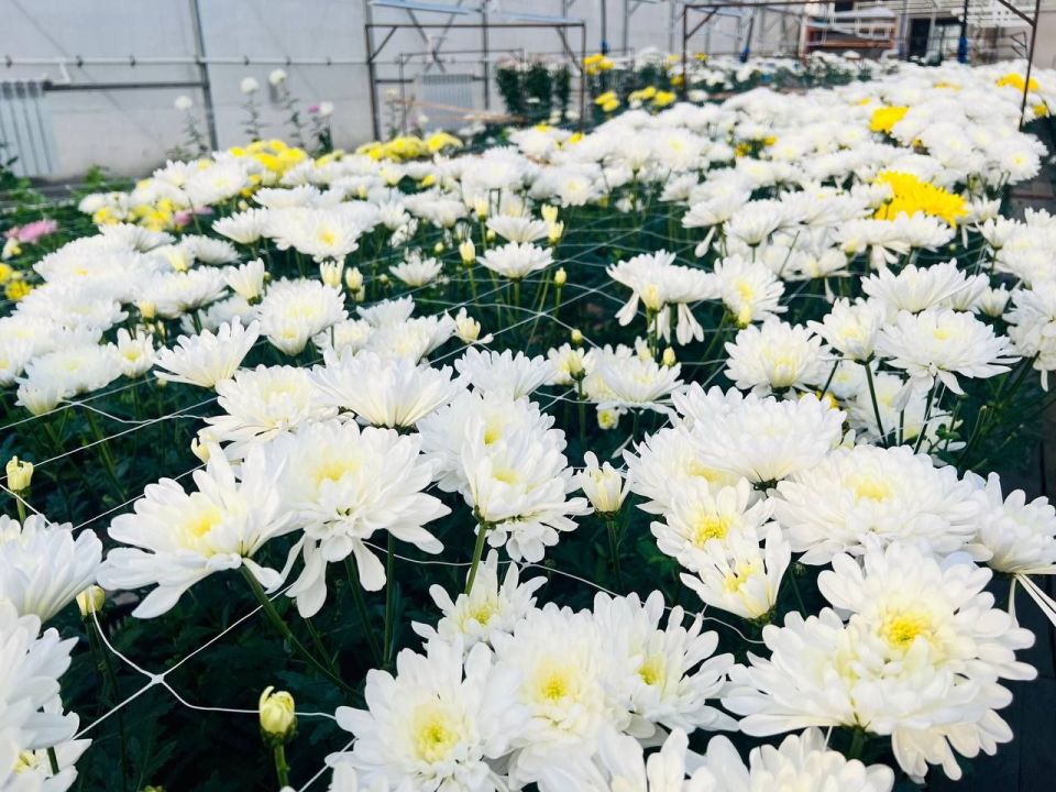 8 тысяч хризантем вырастили в Иркутском Горзеленхозе ко Дню матери