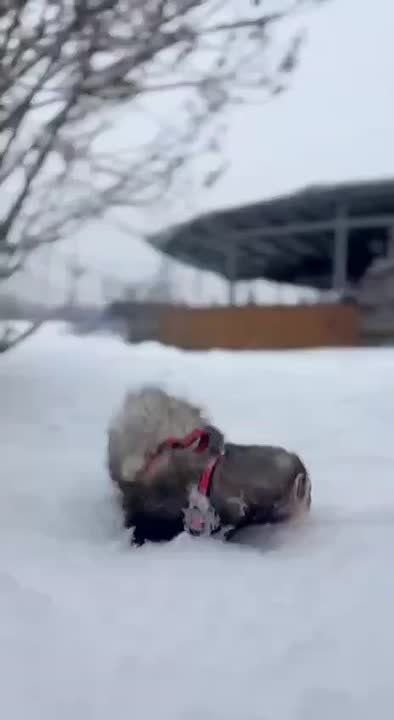 Хорёк Симба из Сибирского зоопарка проверил погоду