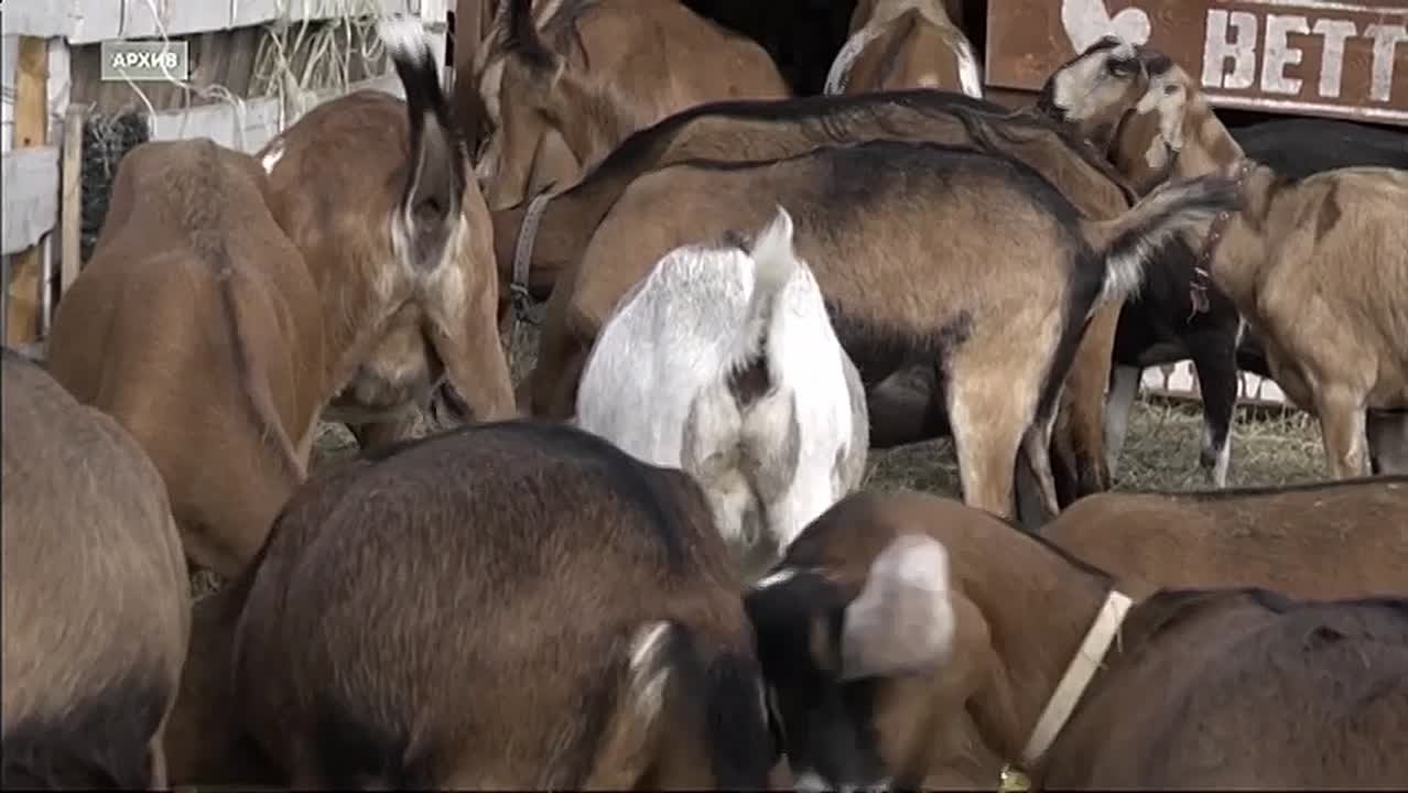 Аграрные вести от 29.11.2025