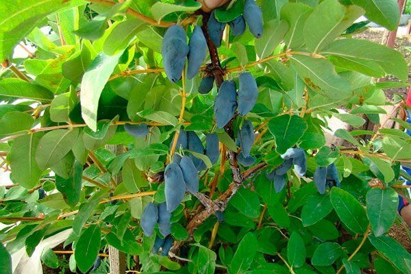 Жимолость Тундра: секреты простого ухода за уникальным ягодным сортом