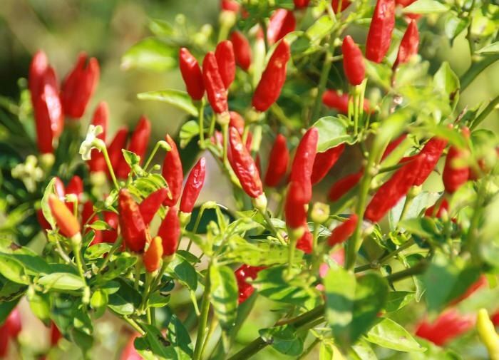 Пять критических ошибок при поливе перца: как сохранить урожай