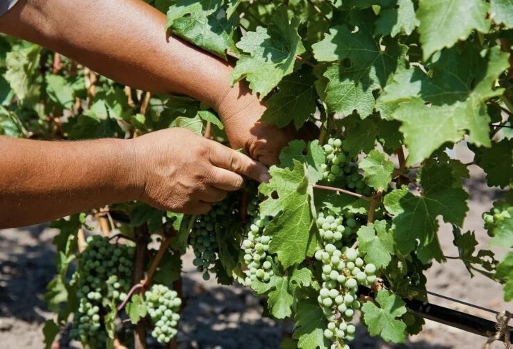 Секреты августовского ухода за виноградом
