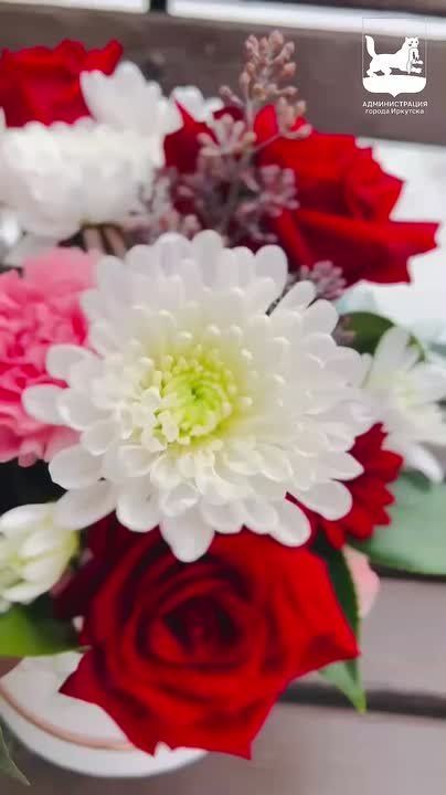 8 тысяч хризантем вырастил Горзеленхоз ко Дню матери, который отмечают в последнее воскресенье ноября