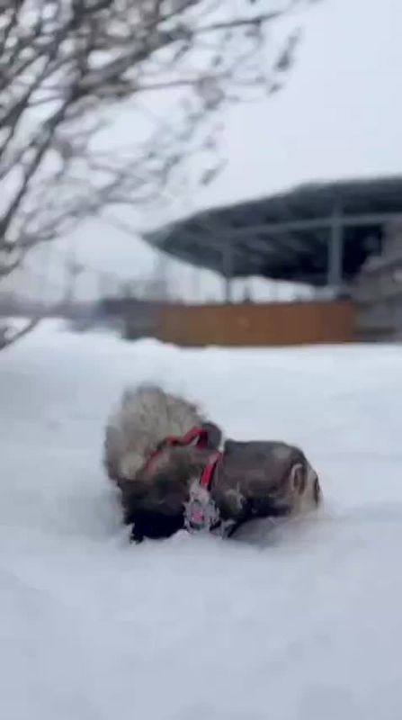 ��� ���� ����� �������� ������- ������� ��� ����� - 5