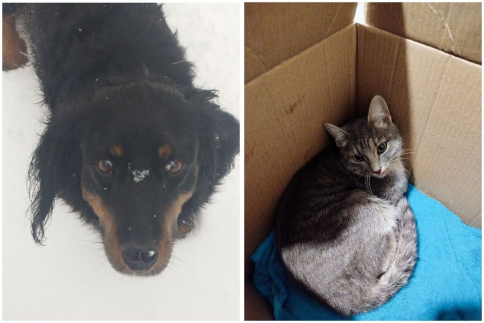 «Лежала неподвижно и не издавала ни звука»: такса Босс спасла кошку, которую посадили в мешок и оставили погибать в лесу