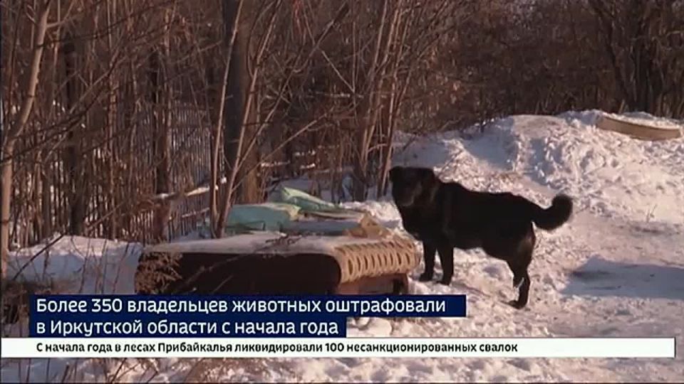 Каждая третья — домашняя. Около 350 человек привлекли к ответственности с начала года в Прибайкалье за несоблюдение правил по содержанию животных