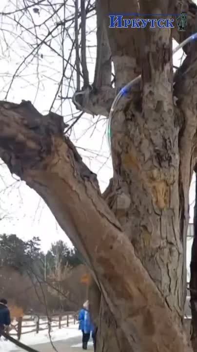 Белочка из Ботанического сада ИГУ, кажется, не очень довольна, что в Иркутск пришла настоящая зима