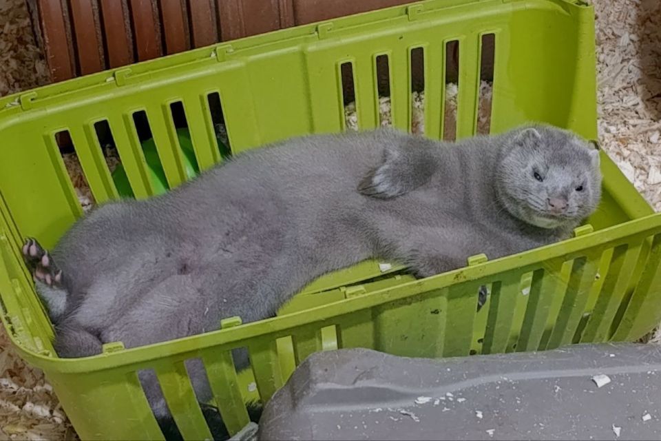 Мое состояние после обеда. Фото: @zoogallery_irkutsk