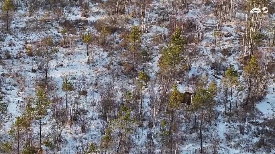 ������ �������� � ������������� ������������ �����