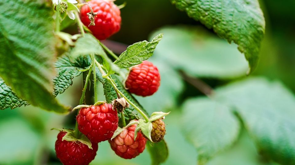 Малину вы спасете только так: гроздья станут размером с лопату