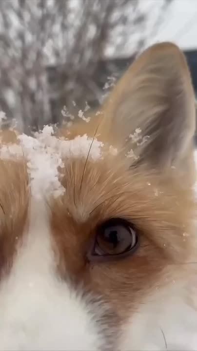 Радуемся снегу вместо и относительно теплой погоде, как эта лисичка из Сибирского зоопарка