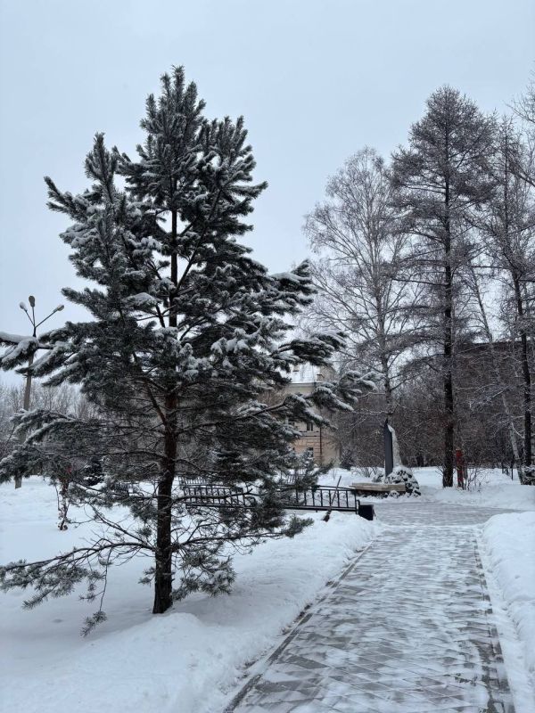 Зимних елочек вам в ленту для поднятия новогоднего настроения