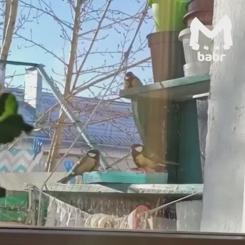 Диснеевская принцесса из Гусиноозерска прикормила стаю синиц
