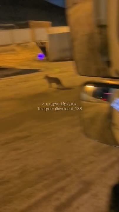 Лису заметили перед паромом со стороны Хужира