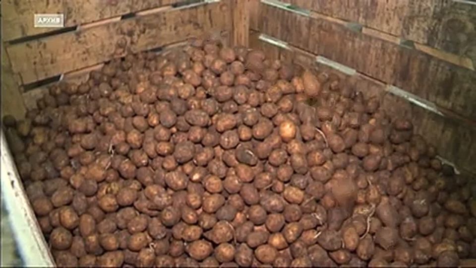 Сразу несколько рекордов установили сельхозпроизводители Иркутской области в 2025 году