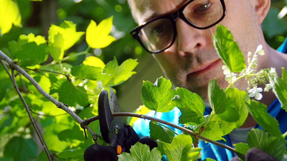 Одна ошибка при обрезке деревьев погубит весь сад: вот чего точно делать не стоит