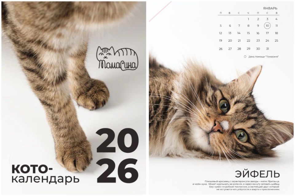 «Купите календарь и обеспечьте кормом»: модная фотосессия станет спасением для 250 кошек из приюта