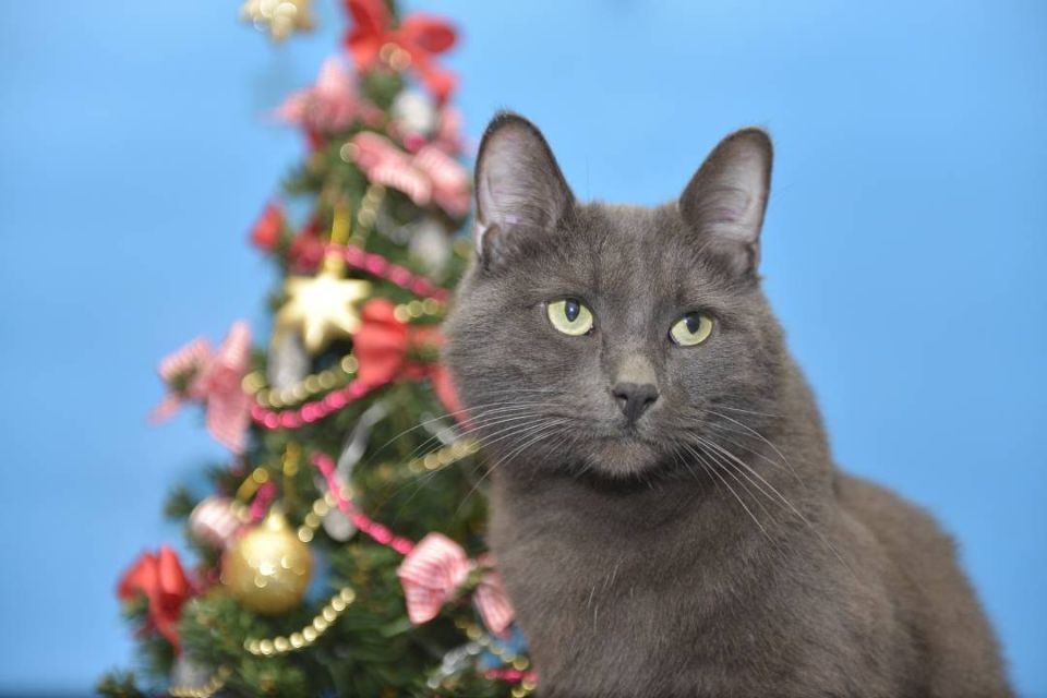 Осторожно, кот, идет Новый год! Какие опасности поджидают питомцев в праздник