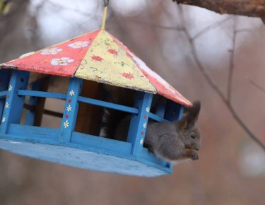 Белочки и синички из иркутского Ботанического сада уже готовы к холодам