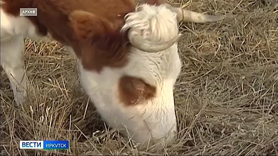 Больше 30 тонн продукции животного происхождения сняли с продажи в Прибайкалье по результатам ветсанэкспертизы