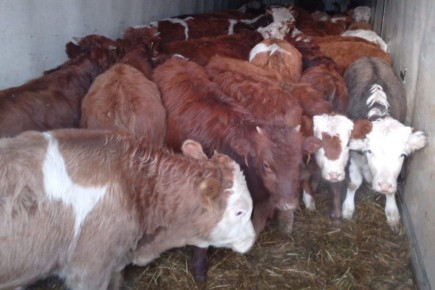 Более 1,4 тыс. голов крупного рогатого скота пытались незаконно ввезти в Иркутскую область из Бурятии